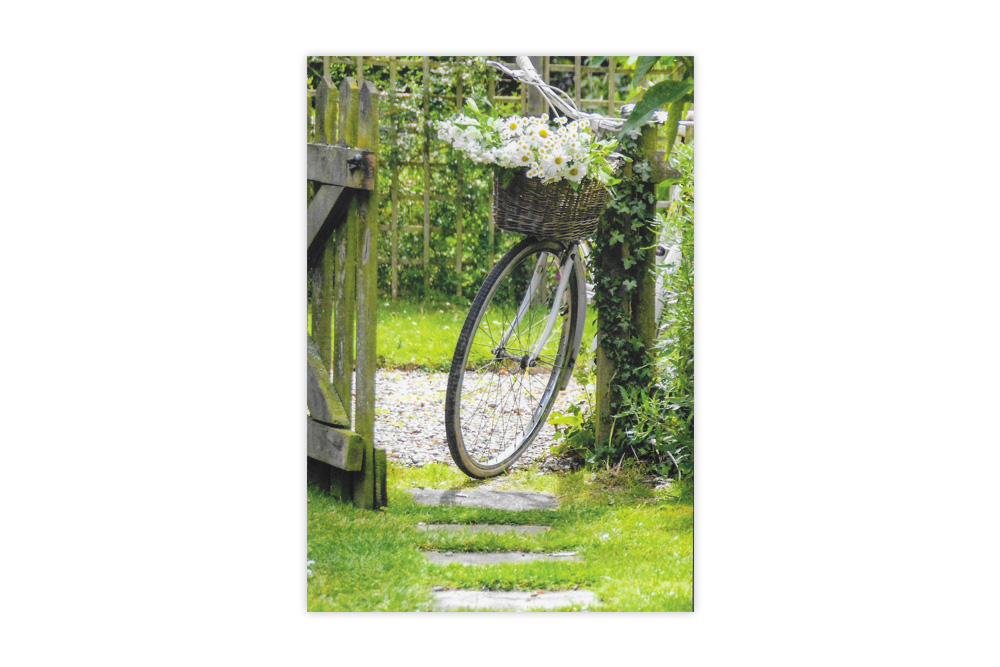 Bicycle Basket of Daisies Bicycle Greeting Card